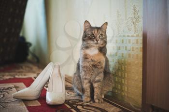 Fluffy gray cat and shoes of the mistress of the bride.