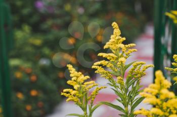 Plant goldenrod in bloom.