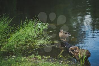 Widgeon resting on a pond.