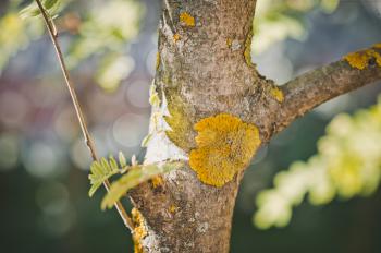 Yellow lichen leprosy on the trunk of a fruit tree.