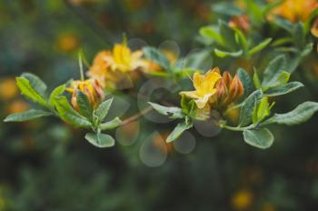 Rare plants of yellow rhododendron.