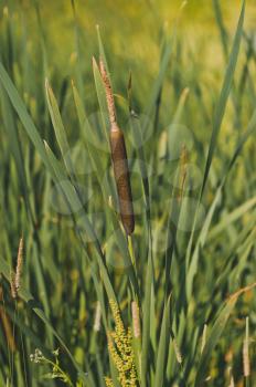 Beautiful overgrown grass narrow-leaved cattail on a background of duckweed in the pond.