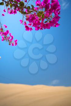 Flowers blossomed in an oasis in the desert among the dunes.