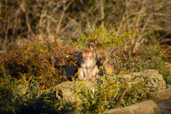 two monkeys combed each other's backs while sitting in the park