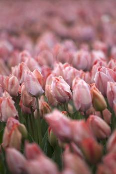 Beautiful bouquet of pink Tulips in Spring Flora Natural Concept field