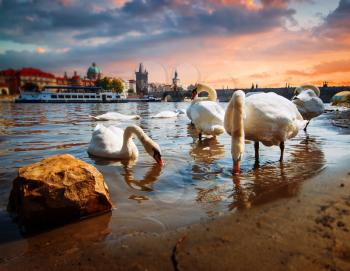 Swan in Prague. birds swimming in the river near the Charles Bridge.
