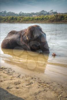 elephants in Chitwan. In the jungles of Nepal