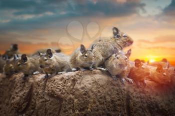 degus is a South American rodent. creep on the rocks