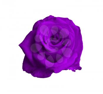 violet blooming rose close-up isolated on white background