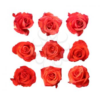 red rose set isolated on white background