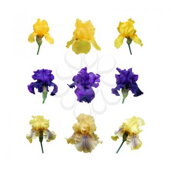 gorgeous blooming iris set, isolated flower on white background close-up