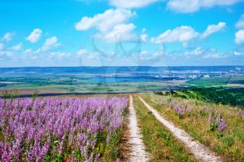 lavender flowers in field, lavender field