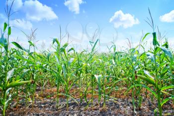 Beautiful green maize field, corn field in Ukraine