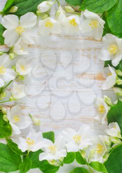 jasmine spring flowers frame on white background
