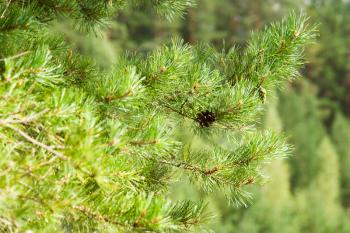 Pine cone on a pine branch under sunlight green desctop background