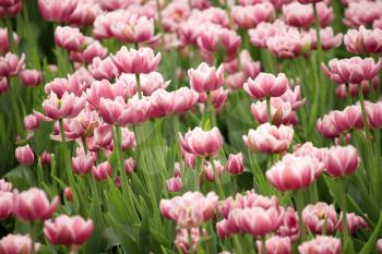 Many beautiful lilac tulips