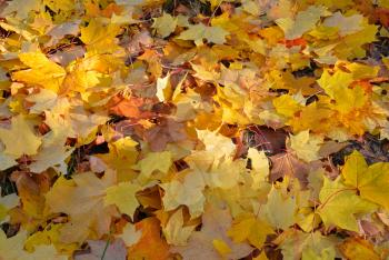 Golden autumn background, dry yellow maple leaves on the ground under autumn sun light