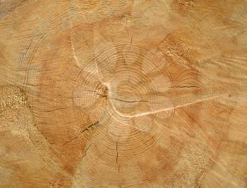 Timber industry natural abstract background: rough surface of brown sawed wood log end with growth rings, cracks, splits and scratchs closeup