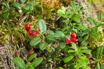 Red ripe lingonberries on wild bush with berries and green leaves in summer forest close-up macro view.