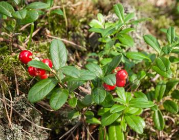 Ripe red lingonberries on wild bush with berries and green leaves in summer forest closeup macro view