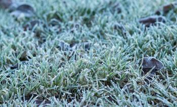Green grass covered with hoarfrost in cold season closeup, shallow depth of field, selective focus.