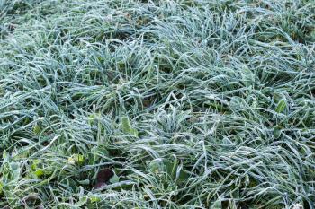 Green grass in frost covered with hoarfrost in cold season, selective focus, shallow depth of field.