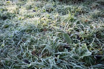 Green grass covered with hoarfrost in cold season under bright sunlight, shallow depth of field, selective focus.