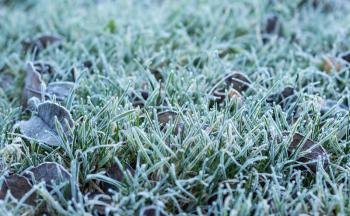 Grass with leaves in frost covered with hoarfrost in cold season closeup view, shallow depth of field, selective focus.