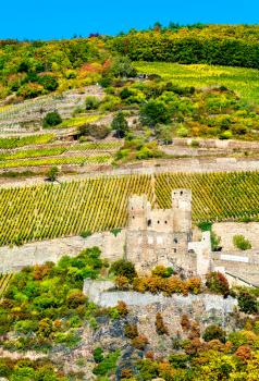 Ehrenfels Castle with vineyards in autumn. The Upper Middle Rhine Valley, Germany