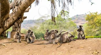 Gray langur monkeys at Ellora Caves in Maharashtra state of India