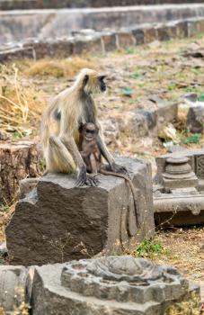 Gray langur monkeys at Daulatabad Fort in Maharashtra state of India