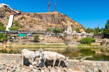 Cows at Teliya Talav lake - Pavagadh Hill in Gujarat state of India