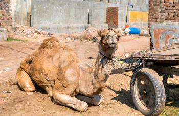 A dromedary with a cart waiting for work. Patan, Gujarat state of India