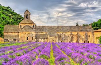 Senanque Abbey, a major tourist destination in Vaucluse - Provence, France