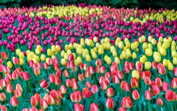 Colorful tulips at the Keukenhof in the Netherlands. One of the world's largest flower gardens