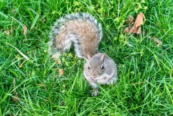 Eastern Gray Squirrel in Battery Park - New York City, United States