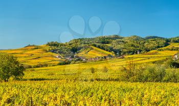 Autumn vineyards in Haut-Rhin - Grand Est, France