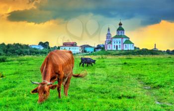 A cow feeding in a field with an ancient church in the background - Suzdal, the Golden Ring of Russia