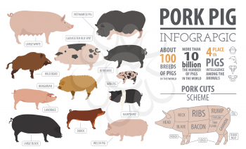 Pigs, hogs  breed infographic template. Flat design. Vector illustration