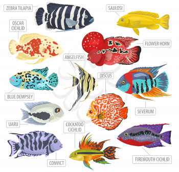 Freshwater aquarium fishes breeds icon set flat style isolated on white. Cichlids. Create own infographic about pets. Vector illustration