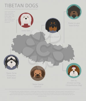 Dogs by country of origin. Tibetan dog breeds, chinese mountain dogs. Infographic template. Vector illustration