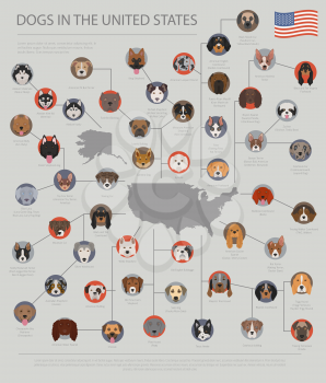 Dogs in the United States. American dog breeds. Infographic template. Vector illustration