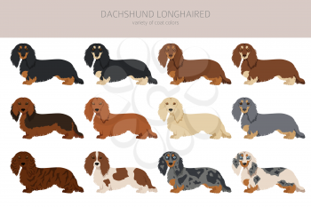 Dachshund long haired clipart. Different poses, coat colors set.  Vector illustration