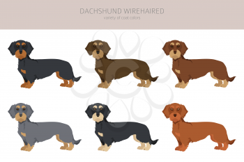 Dachshund wire haired clipart. Different poses, coat colors set.  Vector illustration