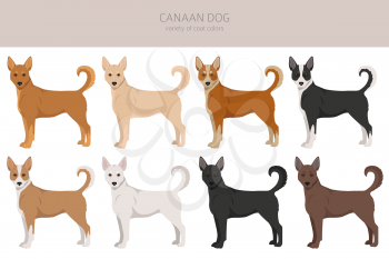 Canaan dog clipart. Different poses, coat colors set.  Vector illustration