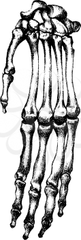 Bone Clipart