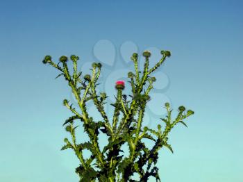 Prickly bush on a background of blue sky
