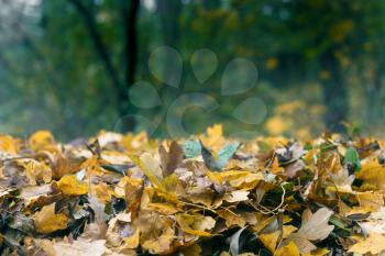 Sad autumn landscape with fallen leaves and blurred background
