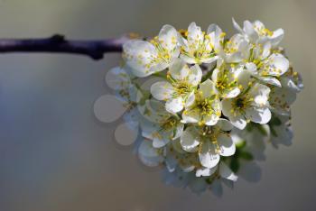 Blossoming tree branch with white flowers on blurred bokeh background. Shallow depth of field. Selective focus.