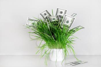 Dollars in grass. Hundred dollar bills in a pot with green grass on a gray background. Fake money. Conceptual image on the business theme.